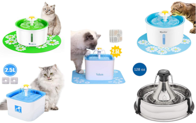 Choosing the Best Water Drinking Fountain for Multiple Cats